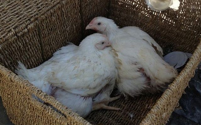 Illustrative photo of chickens on their way to be slaughtered (photo credit: Jessica Steinberg/Times of Israel)