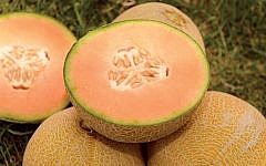 The Justin Timberlake melon is safe, thanks to Beauty of Vegetables 'bug army' (Courtesy Ein Yahav)