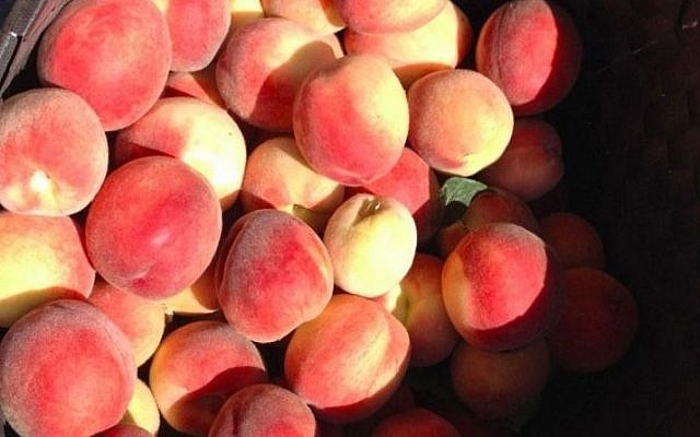 A bountiful crop of peaches, waiting for recipes (photo credit: Jessica Steinberg/Times of Israel)