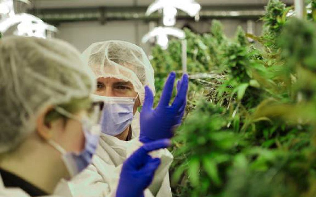 MedReleaf, a licensed producer and supplier of medical cannabis which works out of a 55,000 square foot state-of-the-art facility in Markham, Ontario. (courtesy) MedReleaf, a licensed producer and supplier of medical cannabis which works out of a 55,000 square foot state-of-the-art facility in Markham, Ontario. (courtesy)