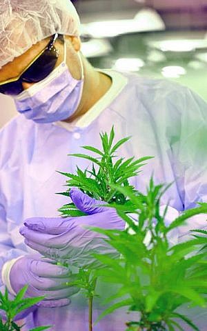 In Israel MedReleaf teamed up with a company called 'Tikun Olam,' (Hebrew for 'repairing the world'). (courtesy) In Israel MedReleaf teamed up with a company called 'Tikun Olam,' (Hebrew for 'repairing the world'). (courtesy)