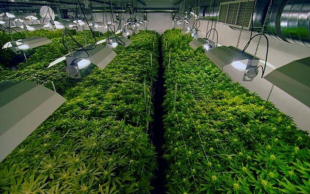 Rows and rows of medical 'Mary Jane.' (courtesy) Rows and rows of medical 'Mary Jane.' (courtesy)