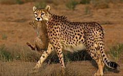 7-year-old male Asiatic Cheetah, named 'Koushki,' hunts a rabbit at the Miandasht Wildlife Refuge in Jajarm, northeastern Iran. (photo credit: AP Photo/Vahid Salemi)