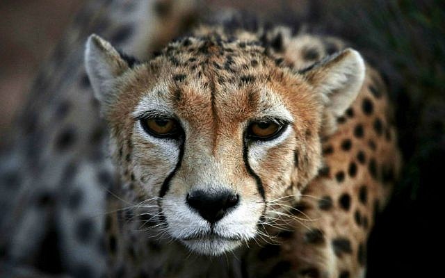 A 7-year-old male Asiatic Cheetah, named 'Koushki,' crouches at the Miandasht Wildlife Refuge in Jajarm, northeastern Iran. Iran is conducting a campaign to rescue the Asiatic Cheetah which has disappeared across South and Central Asia except fewer than 100 remaining in Iran. (photo credit: AP Photo/Vahid Salemi) A 7-year-old male Asiatic Cheetah, named 'Koushki,' crouches at the Miandasht Wildlife Refuge in Jajarm, northeastern Iran. Iran is conducting a campaign to rescue the Asiatic Cheetah which has disappeared across South and Central Asia except fewer than 100 remaining in Iran. (photo credit: AP Photo/Vahid Salemi)