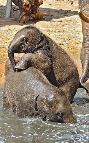 Latangi and Lalana play at the Ramat Gan Safari in happier days (photo credit: Tibor Jager)