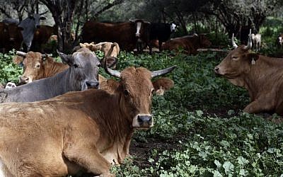 Cows in Israel.