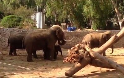 Elephants take cover from incoming rockets at the Ramat Gan Safari (screen capture: YouTube)