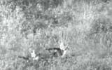 Hamas gunmen dressed as IDF soldiers targeting Israeli forces after emerging from a tunnel near Kibbutz Nir Am, July 21, 2014. (Screen capture: IDF)