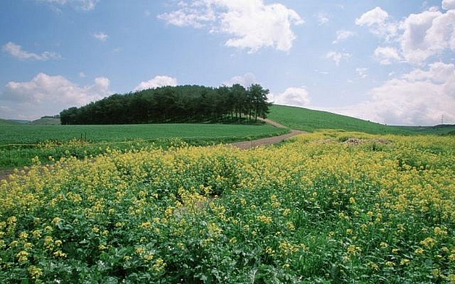 View of a flower-covered field near Mt. Gilboa in the Galilee. (Doron Horowitz/Flash90)