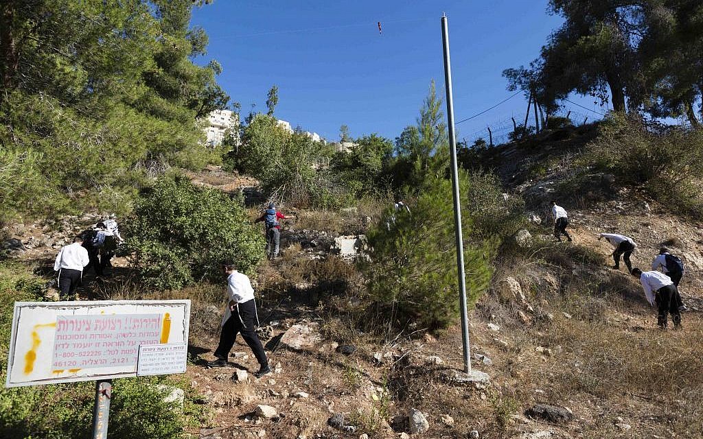 Volunteers scour a Jerusalem area forest for Aaron Sofer on Tuesday, August 26, 2014. (photo credit: Flash90)