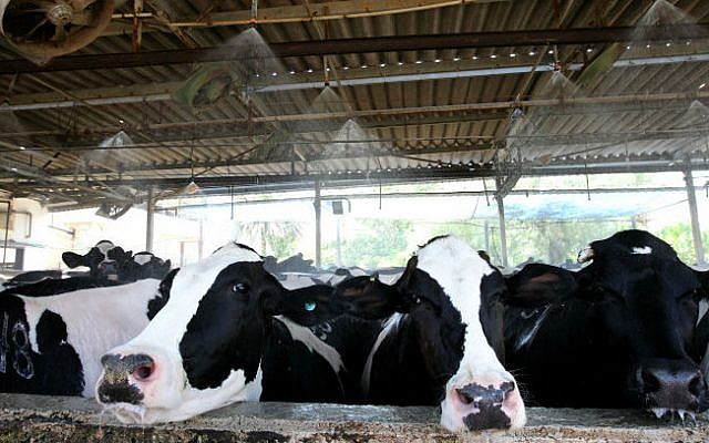 Cows in a dairy barn in Kibbutz Gilgal, located in the Jordan Valley, July 15, 2012. (Miriam Alster/FLASH90) Cows in a dairy barn in Kibbutz Gilgal, located in the Jordan Valley, July 15, 2012. (Miriam Alster/FLASH90)