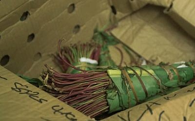 Khat (screen capture: YouTube)