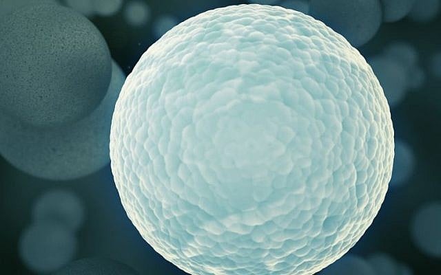 The artificial cells communicate and interact with one another like real cells. (photo credit: Cell image The artificial cells communicate and interact with one another like real cells. (photo credit: Cell image
