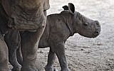 The birth of a female rhinoceros calf has been a cause for celebration at the Ramat Gan Safari. (photo credit: Tibor Jeger)
