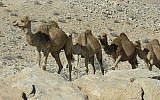 A caravan of camels, illustrative (Photo credit: Yoavd/Wikimedia Commons Public Domain)