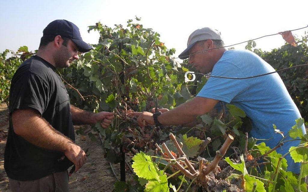 Boaz Boyman, who owns a vineyard in Tkuma in southern Israel, shows volunteers from OneDay how to properly trim grape vines on Friday. (photo credit: Melanie Lidman/Times of Israel) Boaz Boyman, who owns a vineyard in Tkuma in southern Israel, shows volunteers from OneDay how to properly trim grape vines on Friday. (photo credit: Melanie Lidman/Times of Israel)