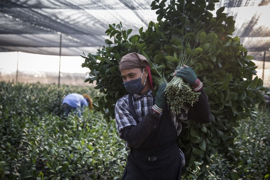 Thais are often hired as farm workers in Israel, but some Jews won't eat produce farmed by a non-Jew during a shmita year, even though it is often considered an acceptable solution by others (photo credit: Hadas Parush/Flash 90) Thais are often hired as farm workers in Israel, but some Jews won't eat produce farmed by a non-Jew during a shmita year, even though it is often considered an acceptable solution by others (photo credit: Hadas Parush/Flash 90)