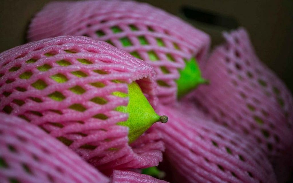 Etrogs wrapped up to protect against scratching. (photo credit: Michal Fattan)