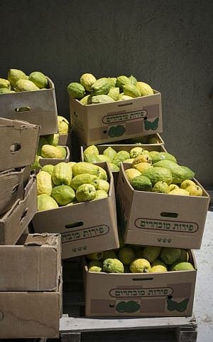Etrogs ready for transport. (photo credit: Michal Fattal)