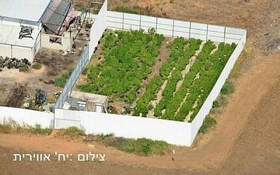 Illustrative: An aerial view of a marijuana growing facility in central Israel (photo credit: Israel Police)