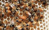 Illustrative photo of bees. (photo credit: Nati Shohat/Flash90)