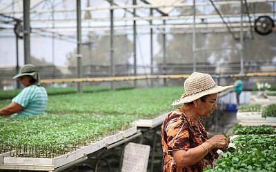 Illustrative: Israeli workers water seedlings at a greenhouse in Ashkelon. Hydroponic crops are one method of working around the restrictions of a shmita year (photo credit: Hadas Parush/Flash90)