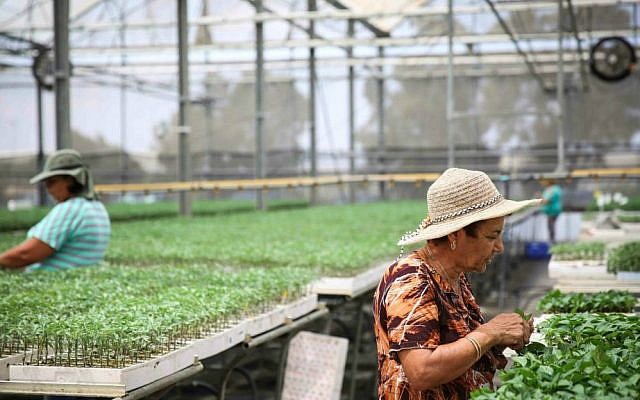 Illustrative: Israeli workers water seedlings at a greenhouse in Ashkelon. Hydroponic crops are one method of working around the restrictions of a shmita year (photo credit: Hadas Parush/Flash90)
