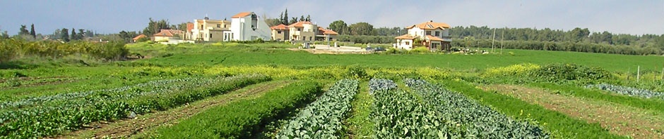 Chubeza, the CSA farm founded by Bat Ami Sorek in the Ayalon Valley (Courtesy Chubeza) Chubeza, the CSA farm founded by Bat Ami Sorek in the Ayalon Valley (Courtesy Chubeza)