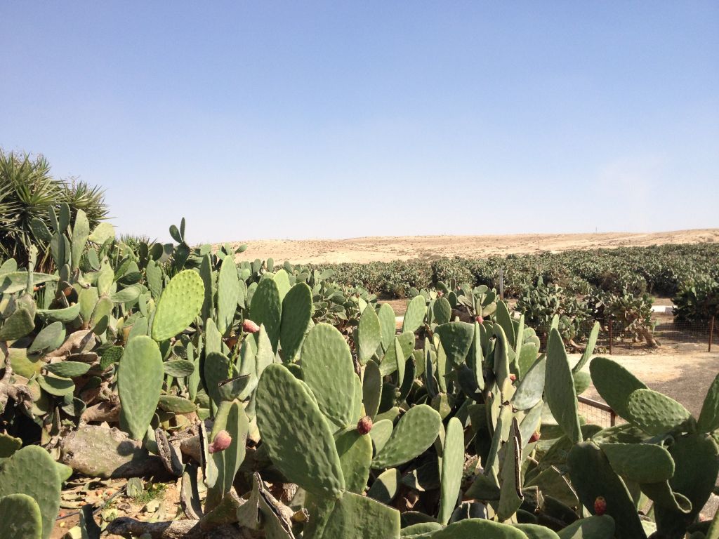 A view of the Blum's 1,200 dunams of prickly pear trees (photo credit: Jessica Steinberg/Times of Israel)