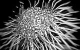 An illustration of a cancer cell. (Credit/Shutterstock)
