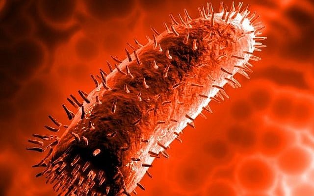 An illustration of the rabies virus in the nervous system. (photo credit: Rabies image An illustration of the rabies virus in the nervous system. (photo credit: Rabies image