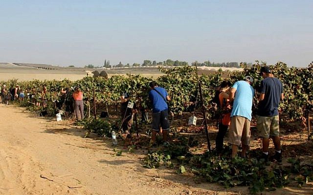 More than 40 volunteers traveled to Tkuma to help Boaz Boyman prune his vines before the sabbatical year. (photo credit: OneDay Social Volunteering) More than 40 volunteers traveled to Tkuma to help Boaz Boyman prune his vines before the sabbatical year. (photo credit: OneDay Social Volunteering)