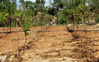 Grapes planted by Elyashiv Drori and his students in a small vineyard at Ariel University, September 30, 2014. (photo credit: Ben Sales/JTA)