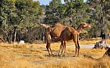 Illustrative photo of camels at a wildlife park in Mexico (photo credit: CC BY-Russ Bowling/Flickr)
