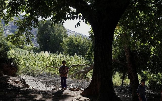 A child walks next to swaths of cannabis in the Village of Bni Hmed in the Ketama Abdelghaya valley, northern Morocco, on September 14, 2014. (photo credit: AP Photo/Abdeljalil Bounhar)