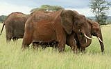 Wild elephants in Tanzania. (photo credit: Haim Shohat/FLASH90)