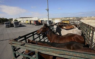 A truck loaded with horses arrives at the Kerem Shalom border crossing with Israel, while workers check the aid in Rafah in the southern Gaza Strip, Oct. 21, 2014 photo. (photo credit: AP/Eyad Baba)