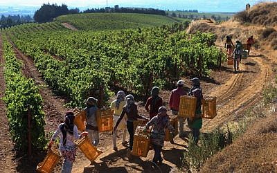 Syrian refugee women carry empty containers for Syrah grapes being picked in the vineyard of the Chateau Kefraya winery in Bekaa valley, east Lebanon, in September, 2014. (photo credit: AP Photo/Hussein Malla)