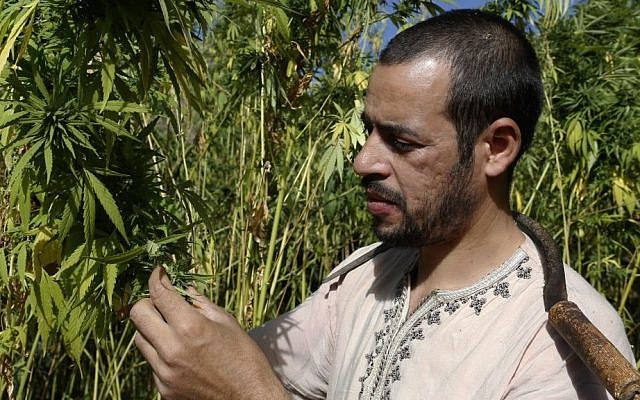 Abdelkhalek Ben Abdellah inspects his cannabis fields in the Rif mountains in the Village of Bni Hmed in Ketama Abdelghaya valley, northern Morocco, on September 14, 2014. (photo credit: AP Photo/Abdeljalil Bounhar)