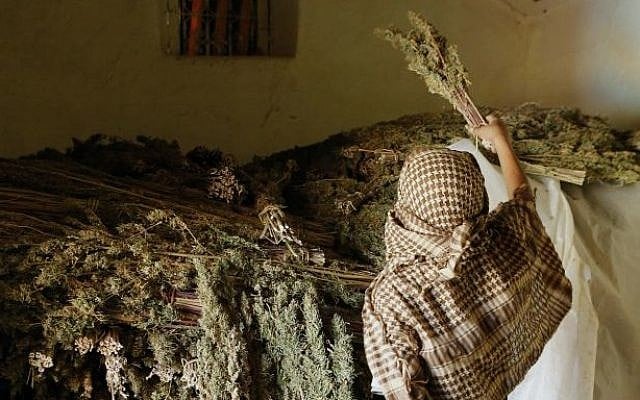 A man stores bundles of cannabis inside a drying room in the village of Tasfout Bni Bounsar, northern Morocco. on September 14, 2014. (photo credit: AP Photo/Abdeljalil Bounhar)