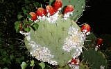 Cochineal on an Opuntia Engelmannii cactus (Photo credit: Tucson Cactus and Succulent Society)