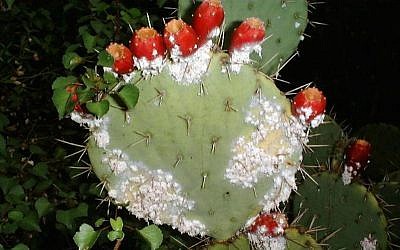 Cochineal on an Opuntia Engelmannii cactus (Photo credit: Tucson Cactus and Succulent Society)