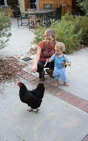 Devorah Brous and son playing with one of her two chickens at their Southern California home. (Anthony Weiss/JTA)