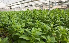 A CollPlant tobacco hothouse, used for 'growing' human collagen. Collplant's technology was developed at Hebrew University and commercialized by Yissum (Photo credit: Courtesy)