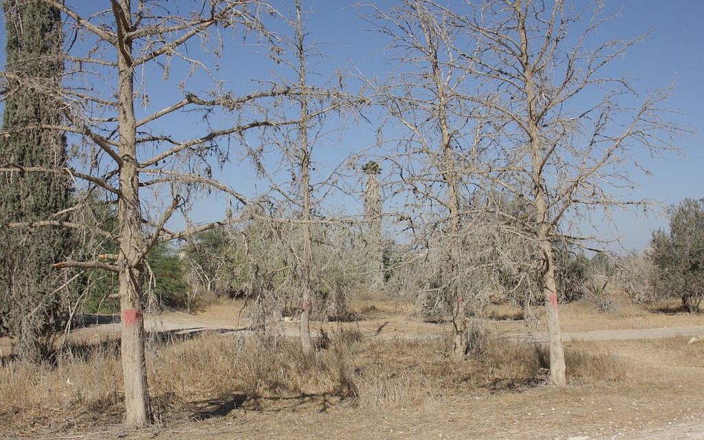 Dried out cypress trees at Abu Hof (photo credit: Shmuel Bar-Am)
