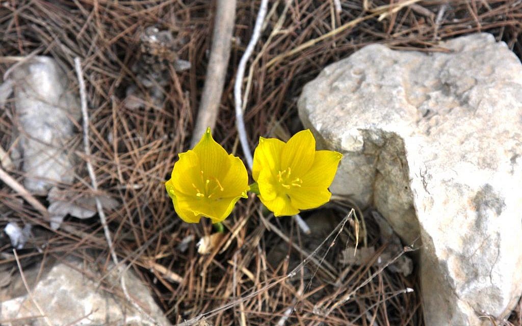 The  captivating sternbergia (photo credit: Shmuel Bar-Am)