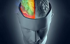 Brains do not actually have a dominant hemisphere, but individual functions can be associated with one more than the other. (left brain image via Shutterstock)