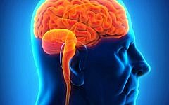 An illustration of an elderly brain. (photo credit: Aging image)