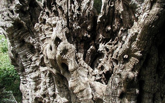 The gnarled ancient olive tree at Kibbutz Tzuba (photo credit: Shmuel Bar-Am)