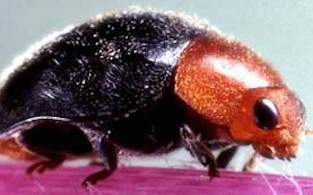 A vine mealybug (Photo credit: Courtesy) A vine mealybug (Photo credit: Courtesy)